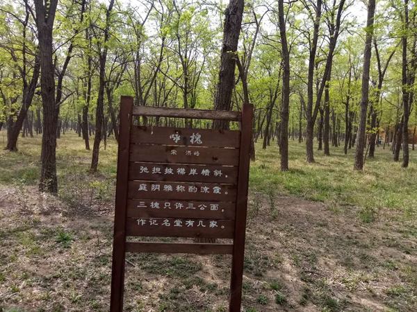 以槐為媒，約你一起遇見美麗孤島