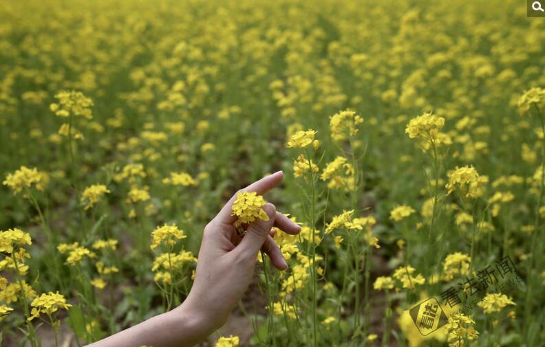 出游新選擇！順義油菜花海美如畫(huà)