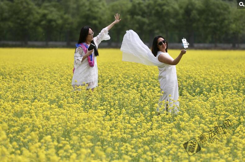 出游新選擇！順義油菜花海美如畫(huà)