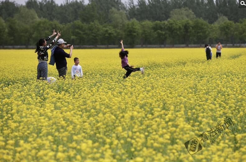 出游新選擇！順義油菜花海美如畫(huà)