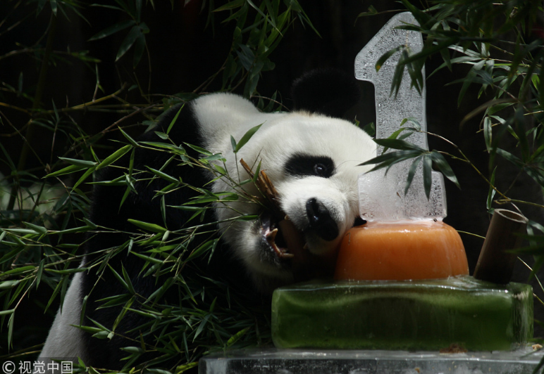 中國(guó)大熊貓落戶(hù)印尼滿(mǎn)一年 動(dòng)物園準(zhǔn)備“蛋糕”慶祝