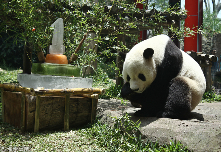 中國(guó)大熊貓落戶(hù)印尼滿(mǎn)一年 動(dòng)物園準(zhǔn)備“蛋糕”慶祝