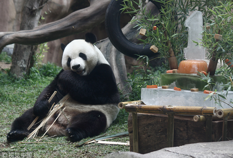 中國(guó)大熊貓落戶(hù)印尼滿(mǎn)一年 動(dòng)物園準(zhǔn)備“蛋糕”慶祝