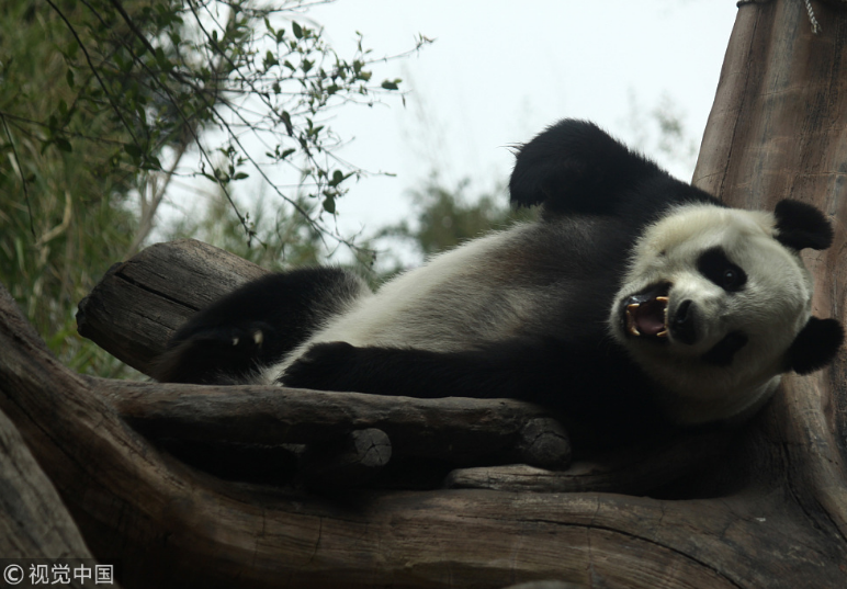 中國(guó)大熊貓落戶(hù)印尼滿(mǎn)一年 動(dòng)物園準(zhǔn)備“蛋糕”慶祝