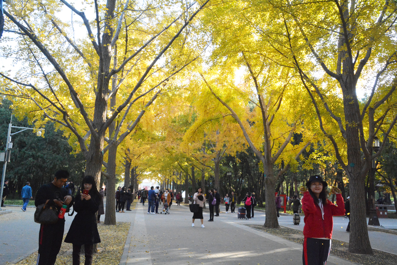 地壇公園——銀杏大道