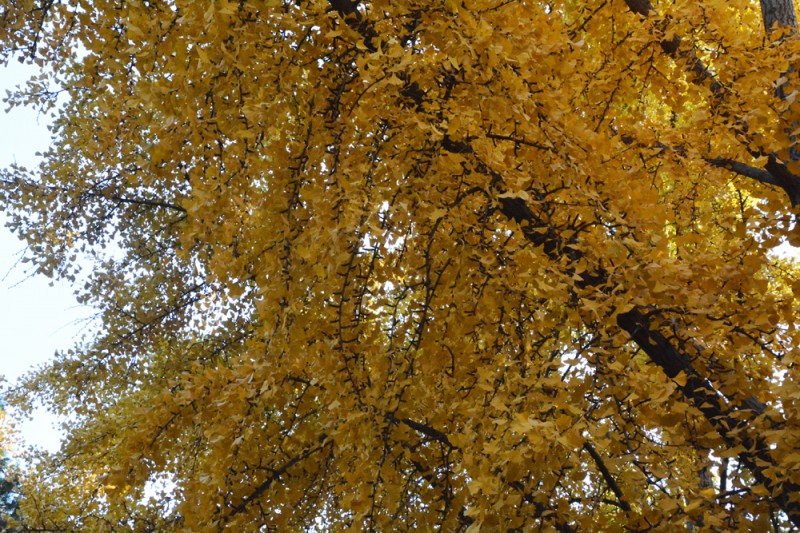 地壇公園——銀杏大道