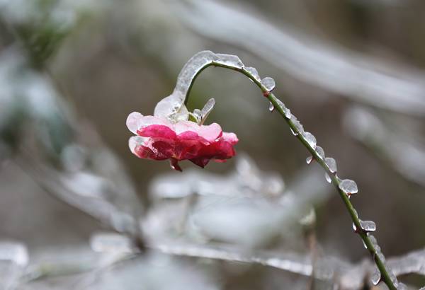 “冰雪奇緣”