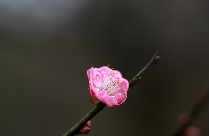 杭州靈峰梅花零星綻放