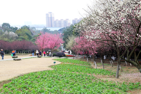 成都植物園春來早 賞花時(shí)正好