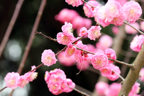 成都植物園春來早 賞花時(shí)正好