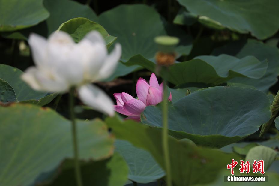 北京圓明園百年古蓮“復(fù)活”開“新花”