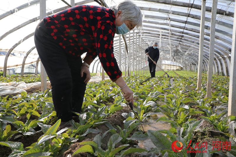 河南魯山：村民有序趕種 自發(fā)捐贈蔬菜給戰(zhàn)“疫”一線