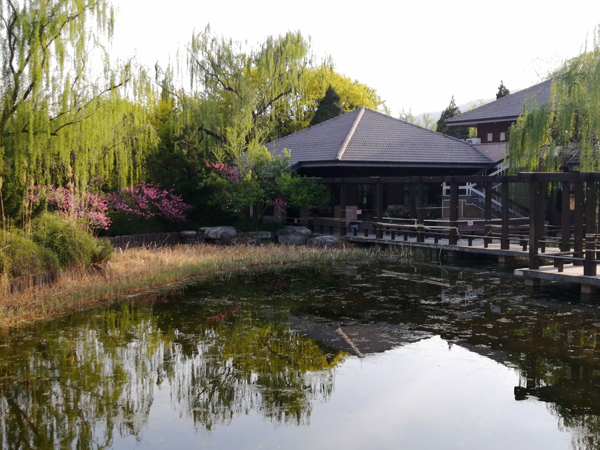 李月手機(jī)拍圖——北京植物園的春天