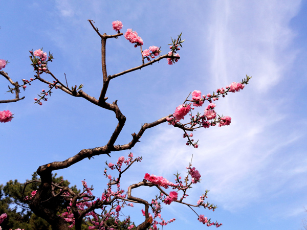 李月手機(jī)拍圖——北京植物園的春天