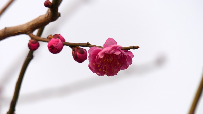 明城墻遺址早春三花