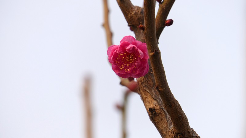 明城墻遺址早春三花