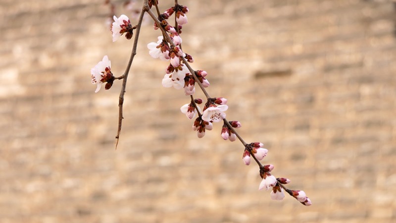 明城墻遺址早春三花