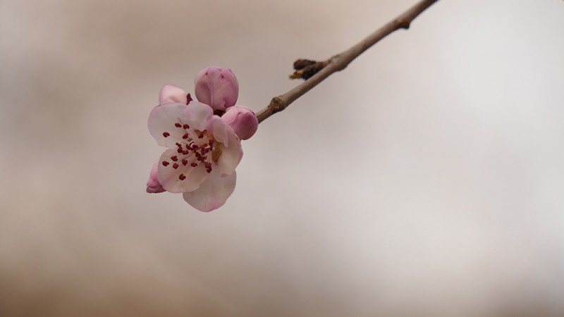 明城墻遺址早春三花