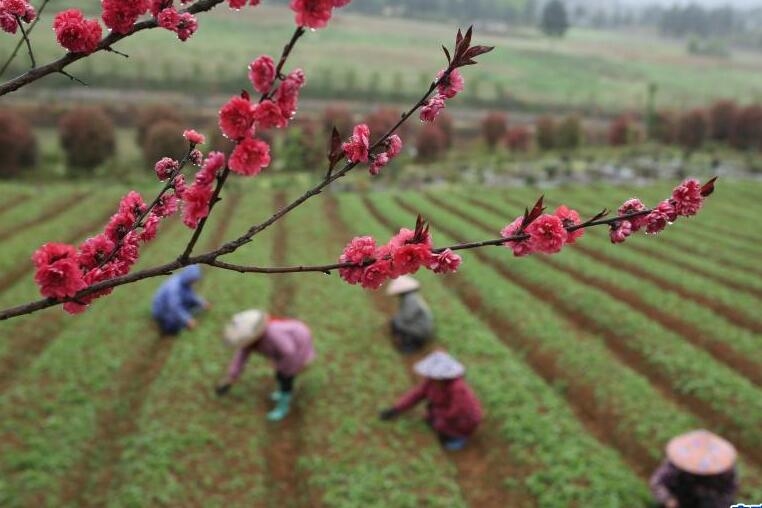 正是一年春好處