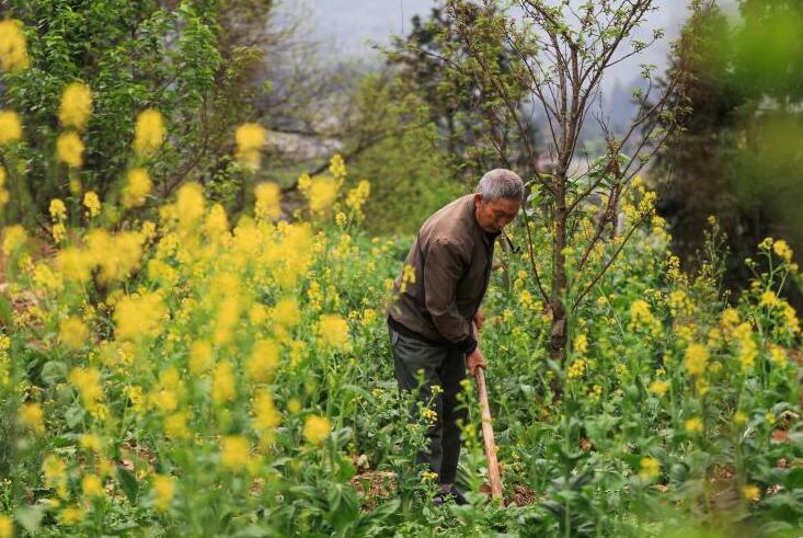 正是一年春好處