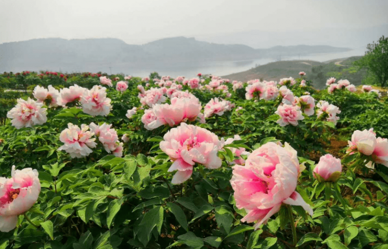 青海專業(yè)合作社 開出致富花