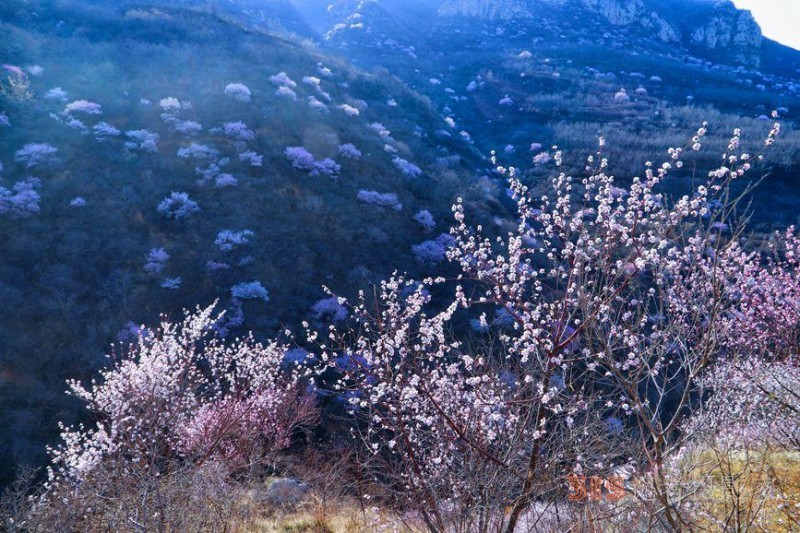 河南陜州：山桃花開妝點十里山谷