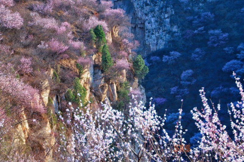 河南陜州：山桃花開妝點十里山谷