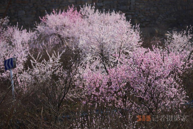 河南陜州：山桃花開妝點十里山谷