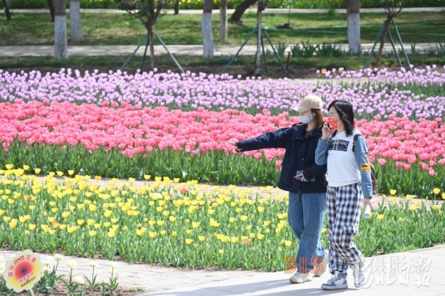 河北石家莊市植物園第十六屆郁金香文化節(jié)開(kāi)幕