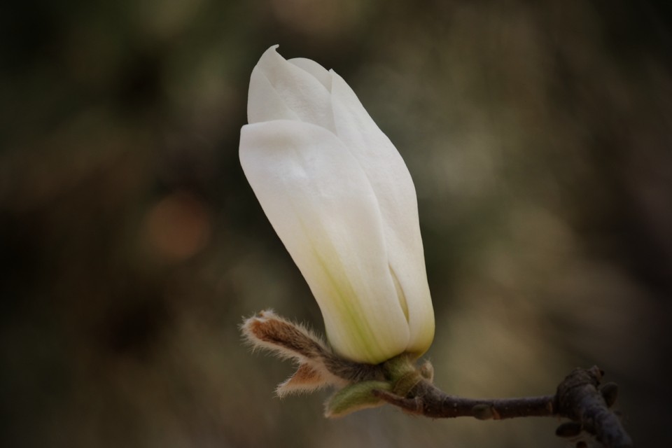 笑琰攝影：春日又花開(kāi)   鳥(niǎo)兒鳴綠柳