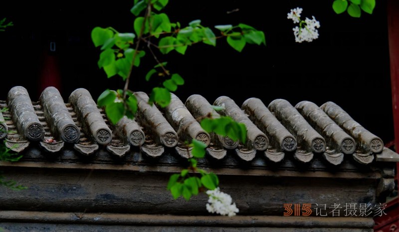 正念正心國學(xué)院一行到法源寺賞丁香詩詞書畫交流