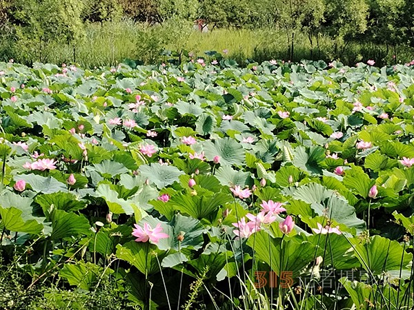 大運河森林公園——又見荷盛放