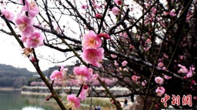 福州千年古剎林陽寺梅花綻放