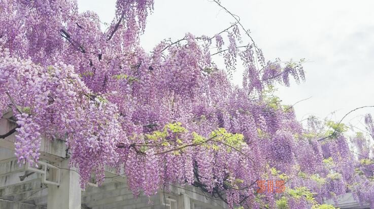  紫藤花開迎客來