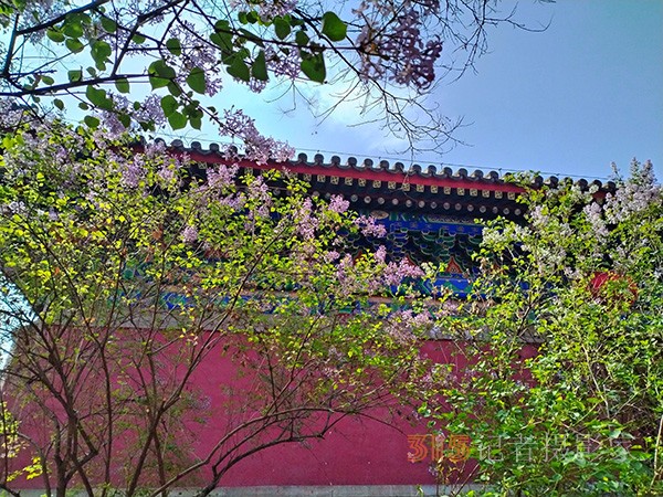 又到賞花季——法源寺