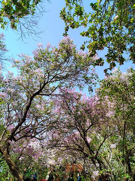 又到賞花季——法源寺