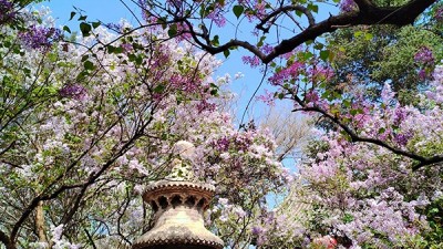 又到賞花季——法源寺