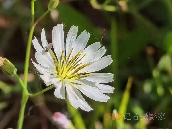 周家鴻手機(jī)拍圖——野花的情調(diào)（一組）