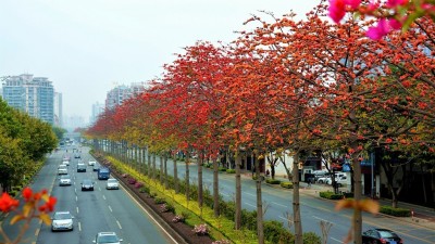 花開四時(shí) 城城有景